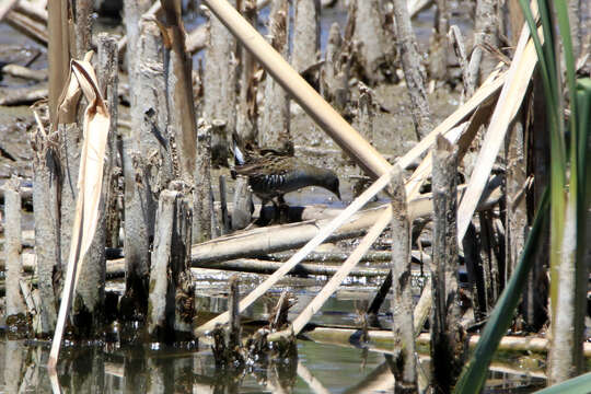 Image of Australian Crake