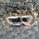 Image of Bark beetle