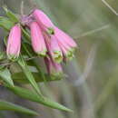 Image of Bomarea uncifolia Herb.