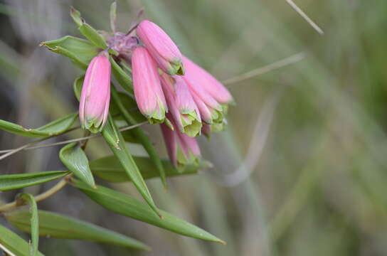 Image of Bomarea uncifolia Herb.