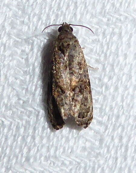 Endothenia hebesana Walker 1863的圖片