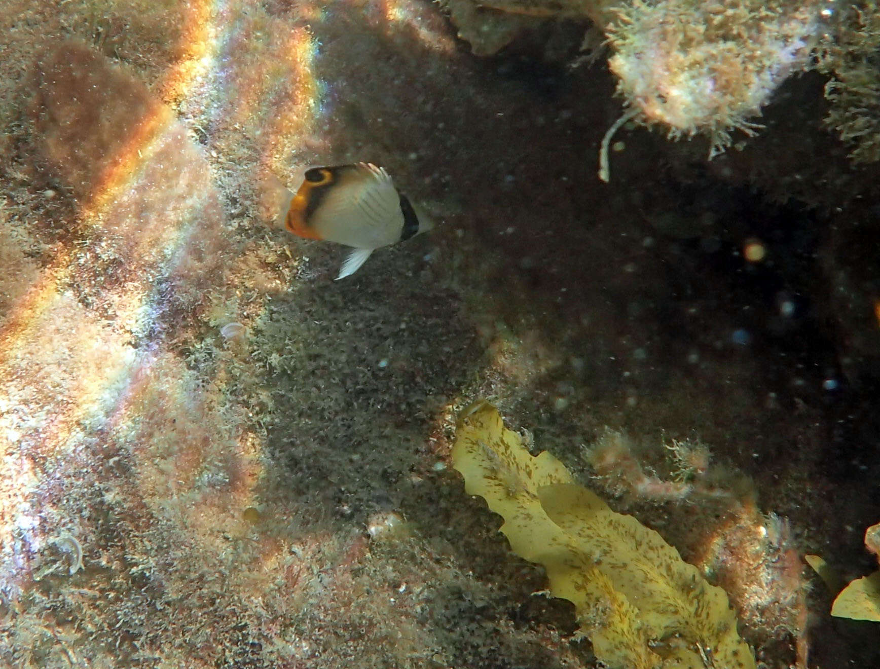 Image of Butterfly fish