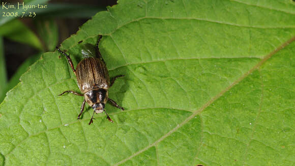 Image of Exomala pallidipennis (Reitter 1903)