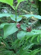 Image of western burning bush