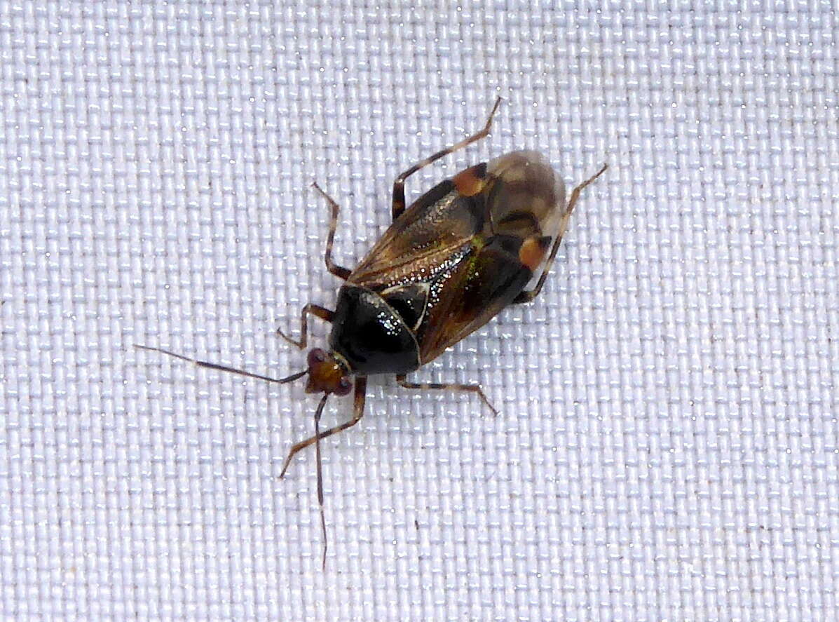 Image of Deraeocoris flavilinea (A. Costa 1862)