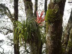 Image of Tillandsia deppeana Steud.