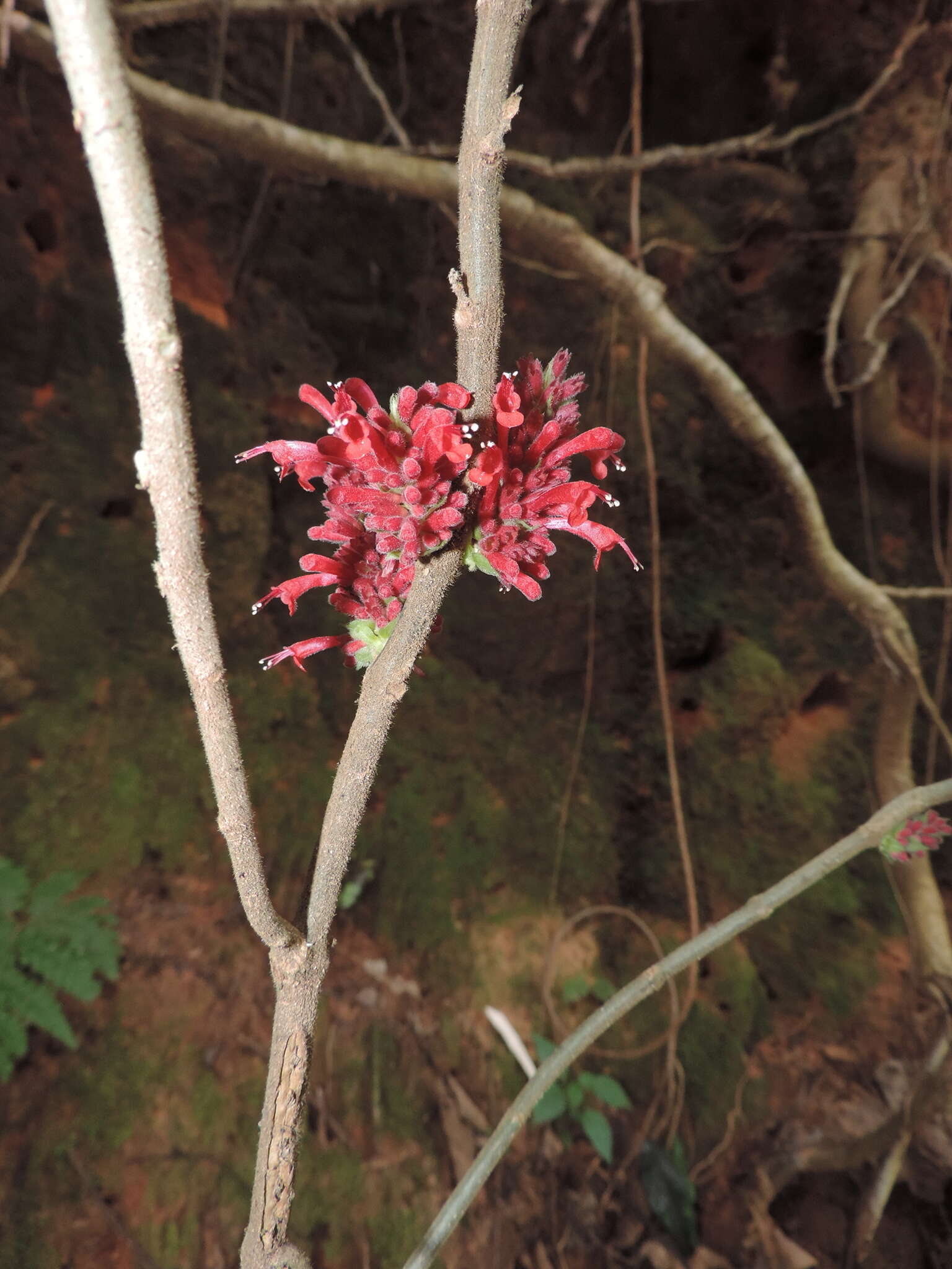 Image of Achyrospermum carvalhoi Gürke