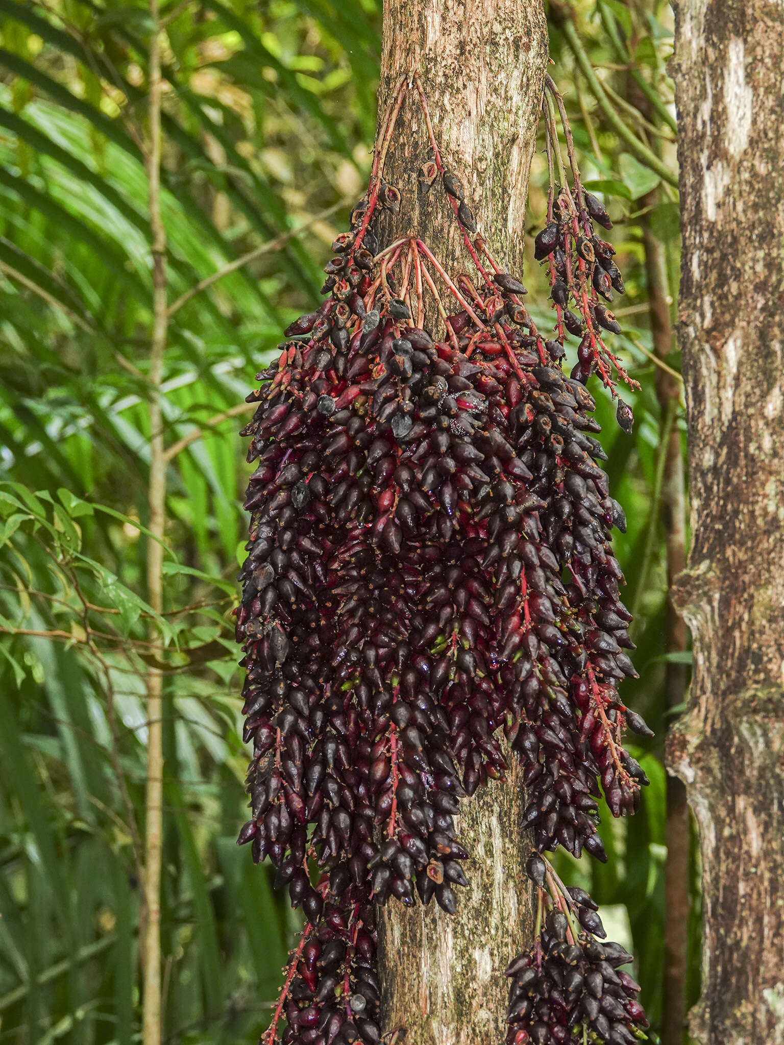 Image de Baccaurea parviflora (Müll. Arg.) Müll. Arg.