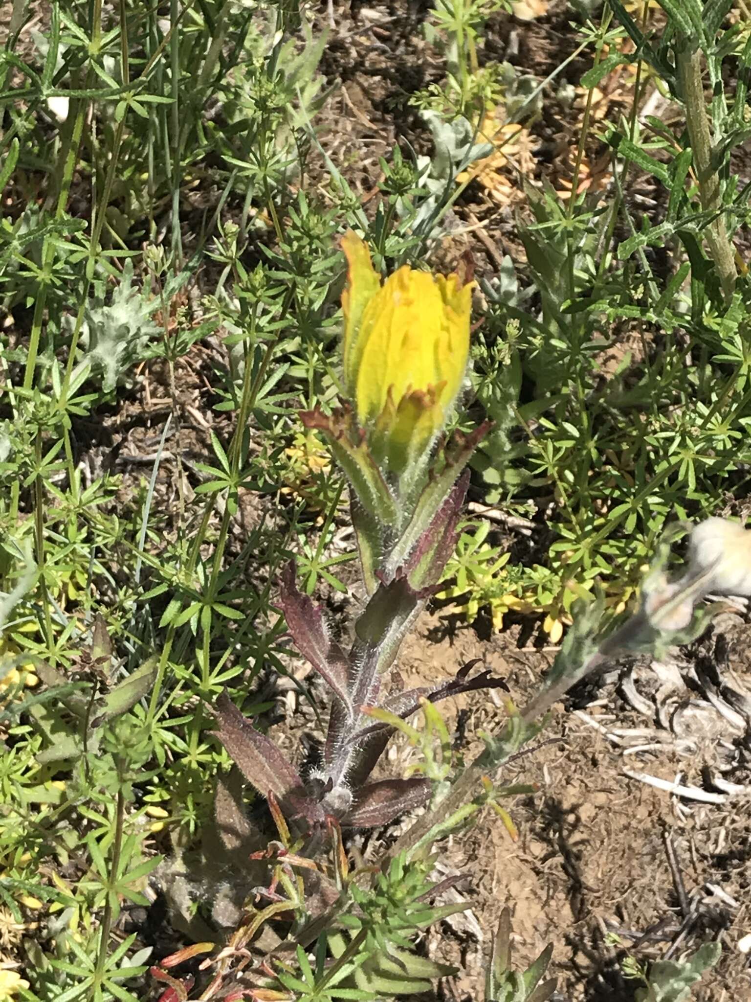 Image of golden Indian paintbrush