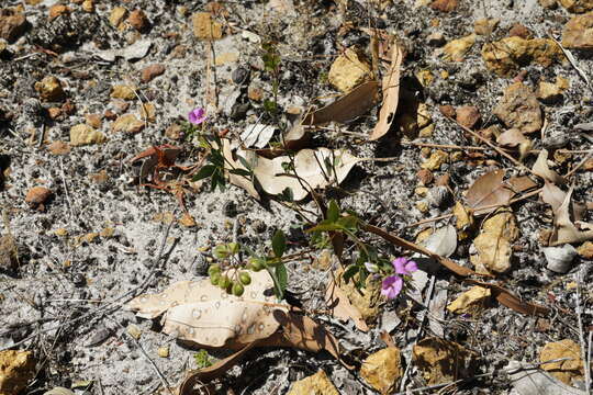 Image of Handsome Wedge Pea