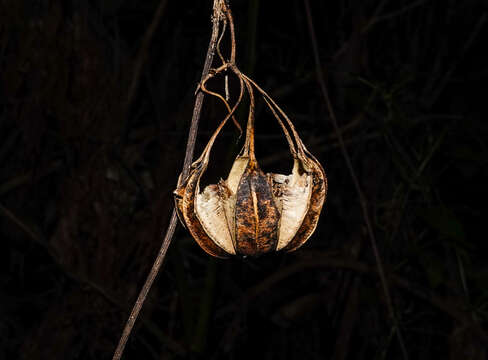 Image de Aristolochia indica L.