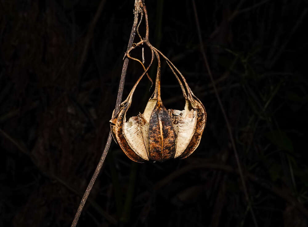 Image of Aristolochia indica L.