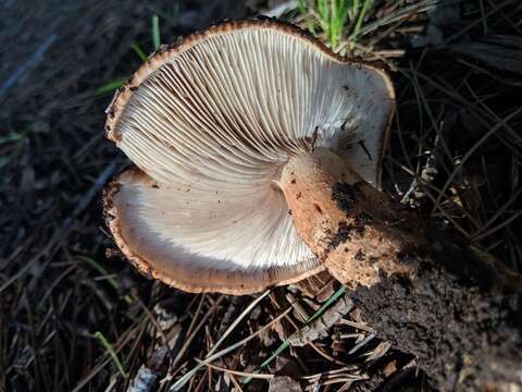 Image of Tricholoma imbricatum (Fr.) P. Kumm. 1871