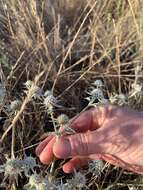 Imagem de Eryngium vaseyi Coult. & N. E. Rose