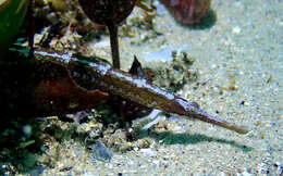 Image of Mother-of-pearl pipefish