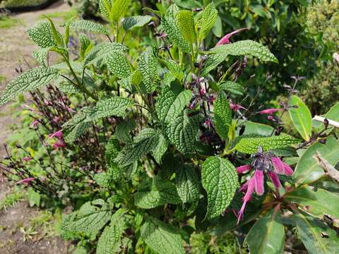 Imagem de Salvia quitensis Benth.