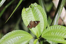 Imagem de Celaenorrhinus leucocera Kollar 1848