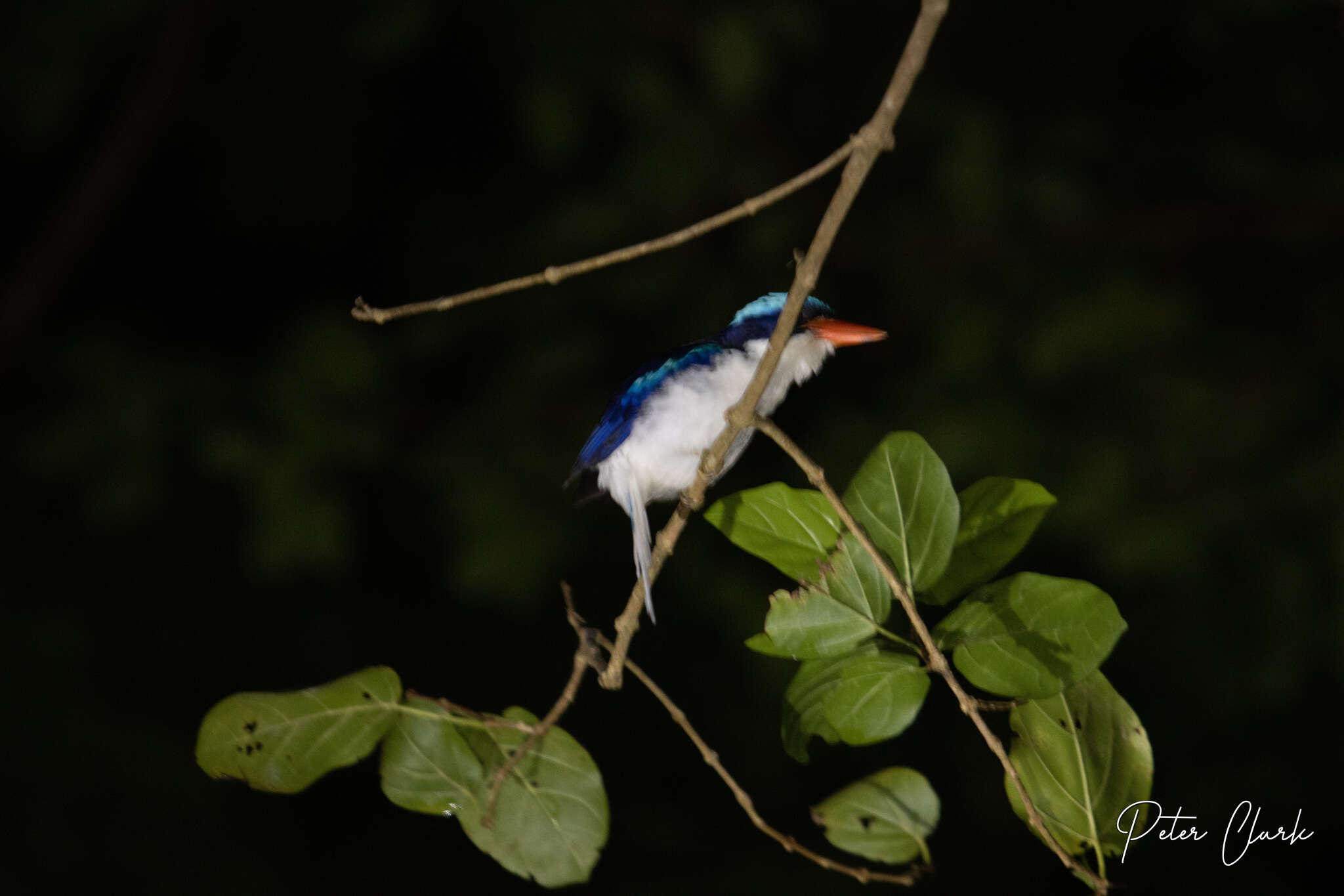 Image of Common Paradise Kingfisher