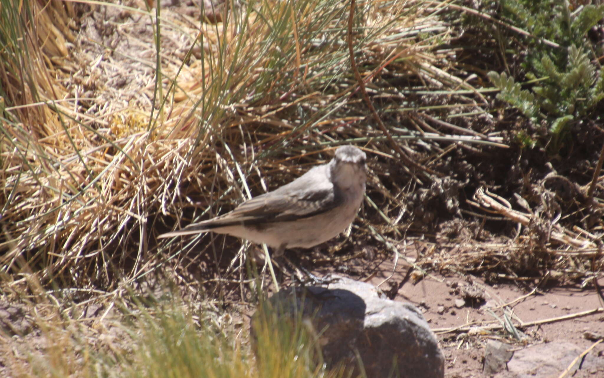 Image of Black-fronted Ground Tyrant