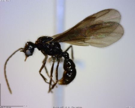 Image of <i>Gnamptogenys minuta</i> (Emery 1896)
