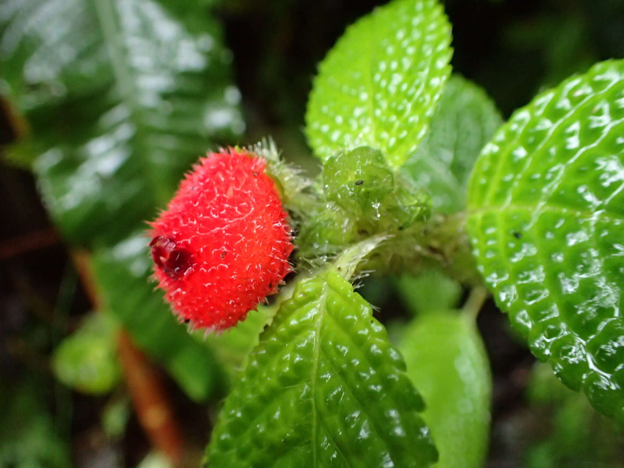 Image of Pearcea schimpfii Mansf.