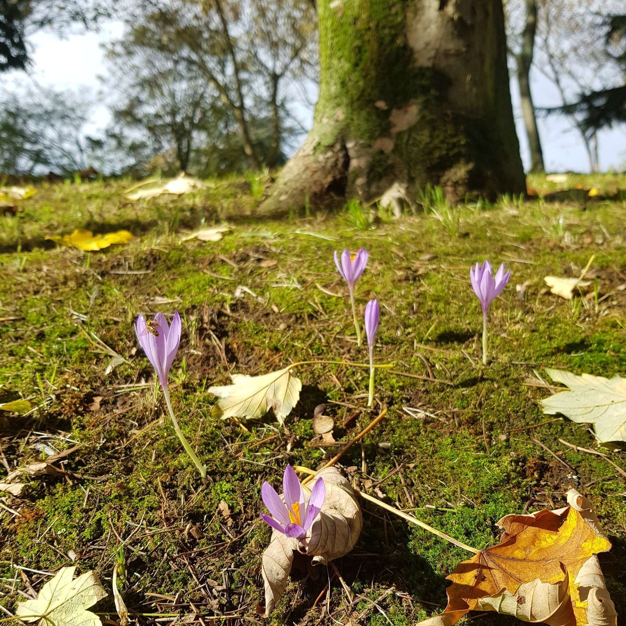 Crocus nudiflorus Sm. resmi