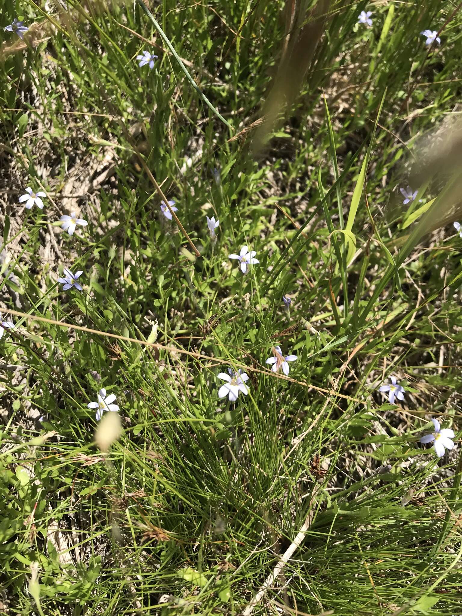 Image of Lobelia pratioides Benth.