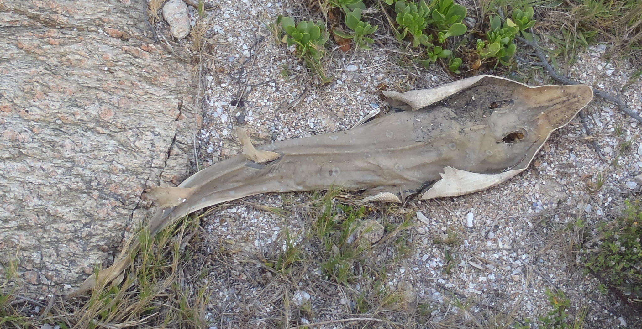 Image of Acroteriobatus