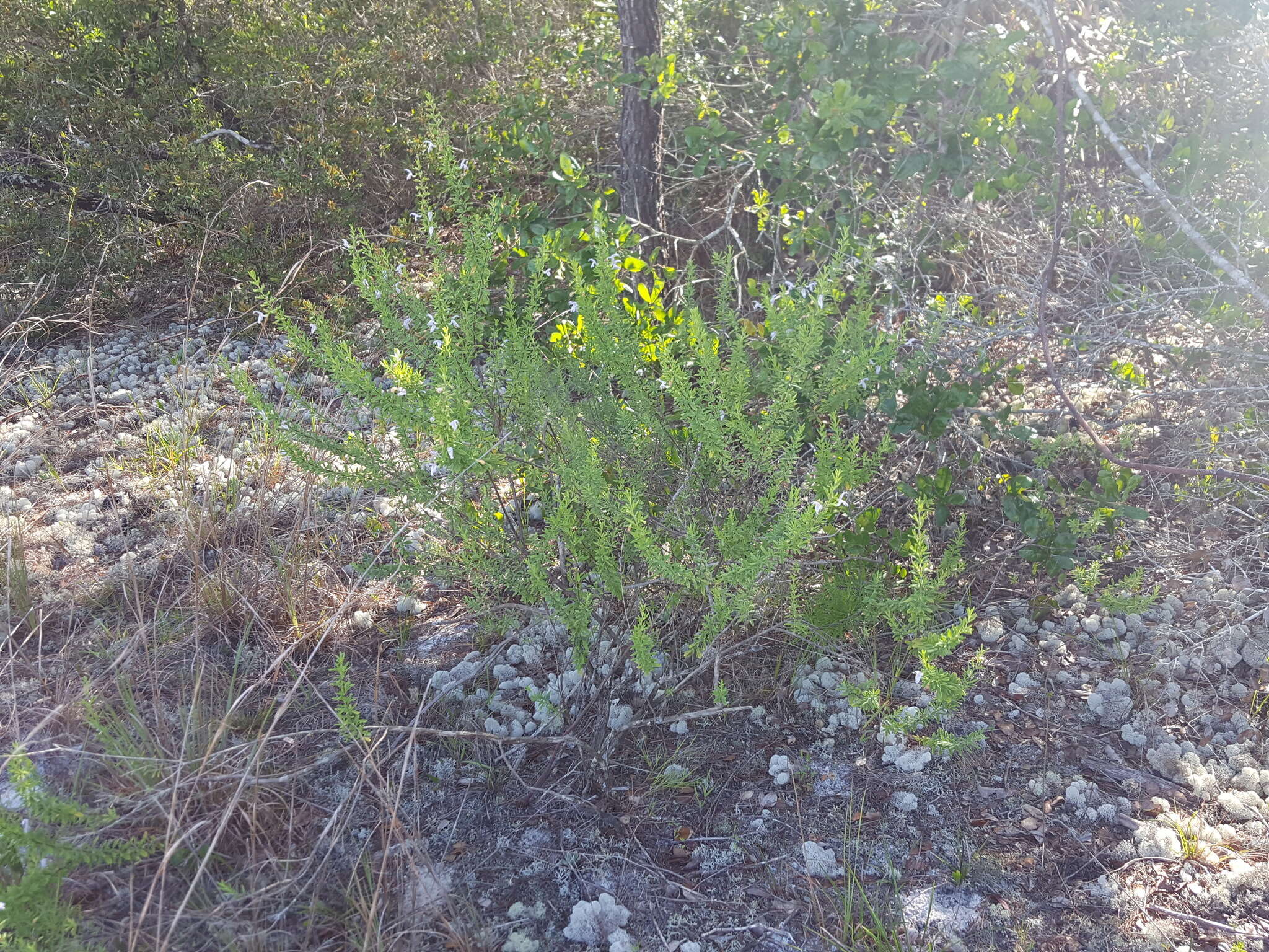 Image of Etonia rosemary