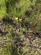 Image of variableleaf evening primrose