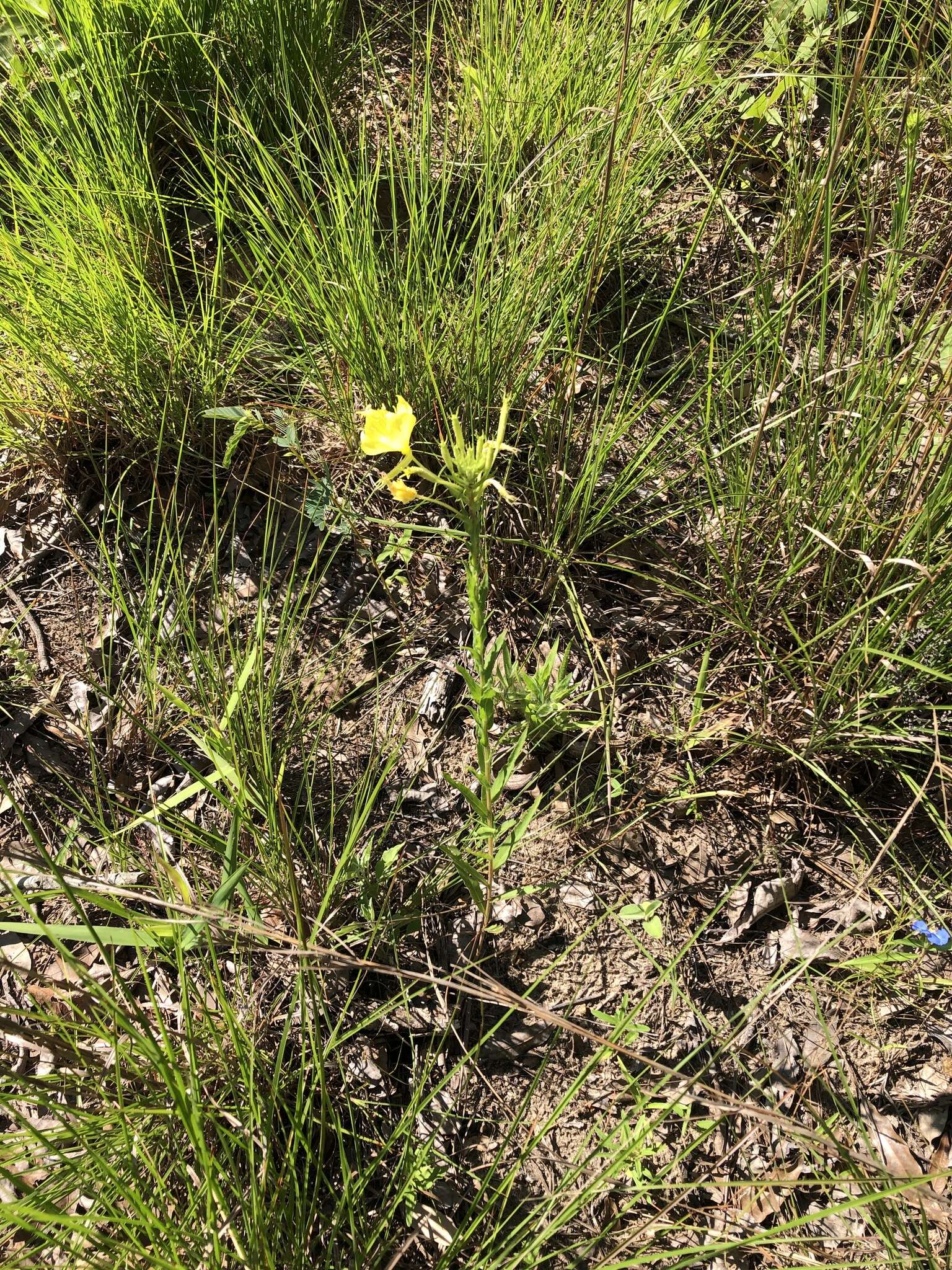 Oenothera heterophylla Spach的圖片