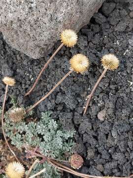 Image of Anthemis aetnensis Schouw