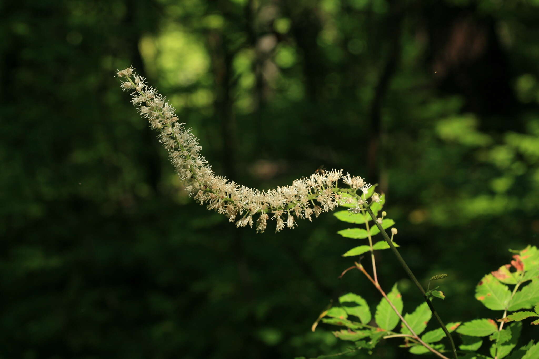 Plancia ëd Actaea simplex (DC.) Wormsk. ex Fisch. & Mey.