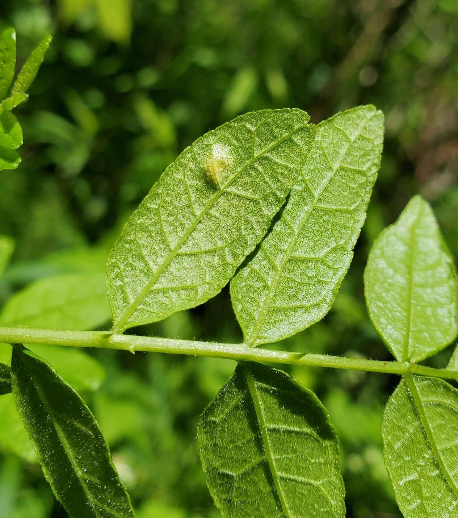 Image of Puccinia andropogonis Schwein. 1832