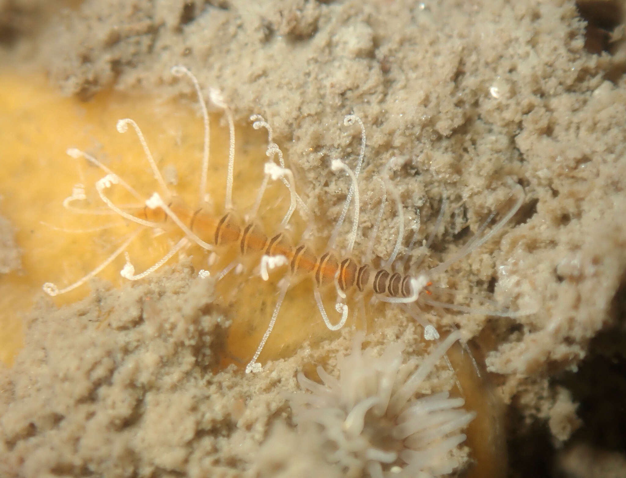 Imagem de Amblyosyllis nigrolineata Okada 1934