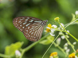 Imagem de Ideopsis vulgaris Butler 1874