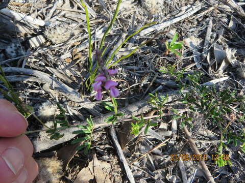 Imagem de <i>Indigofera <i>angustifolia</i></i> var. angustifolia