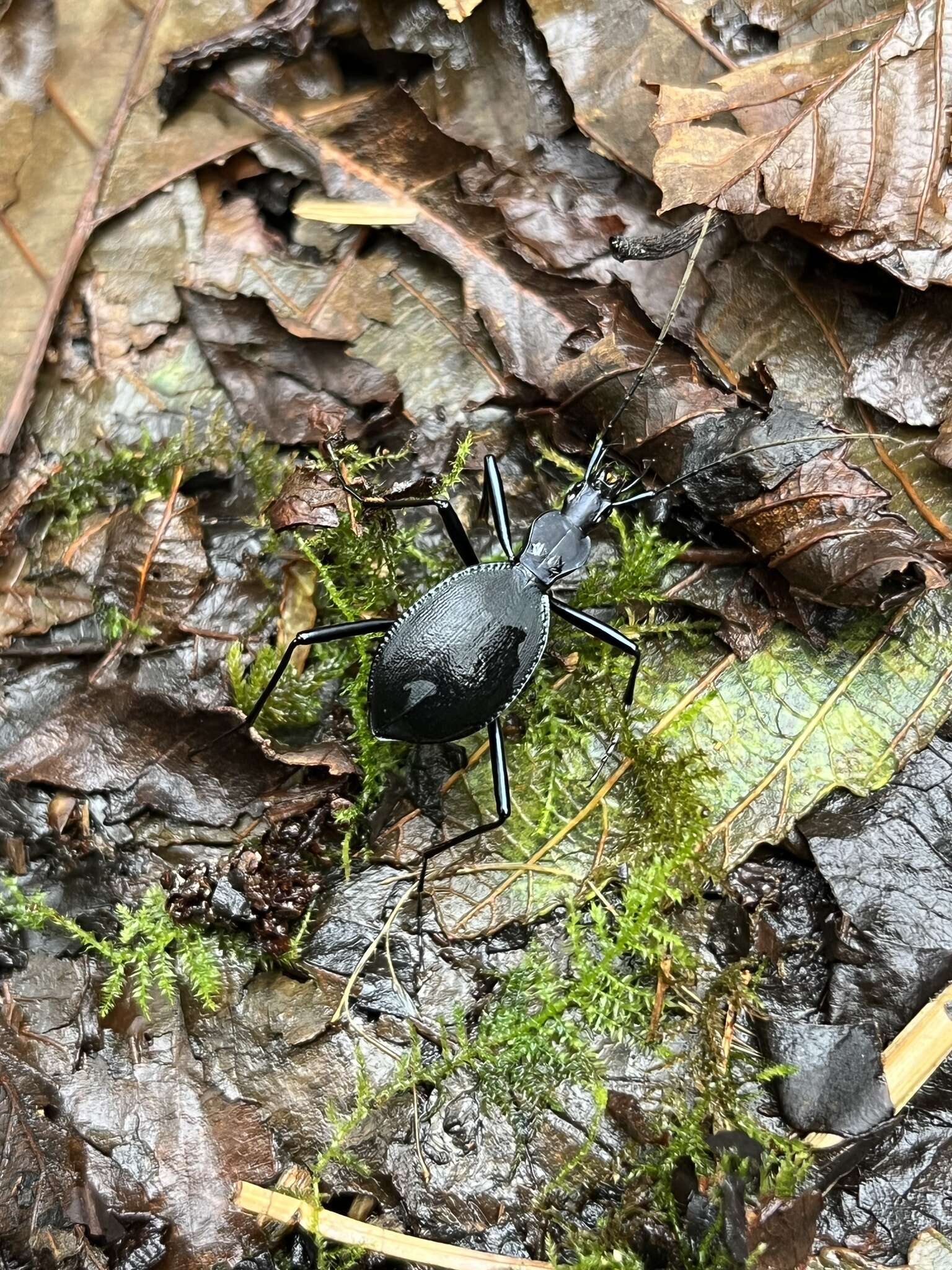 صورة Scaphinotus (Stenocantharus) velutinus (Ménétriés 1843)