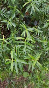 Image of Veronica strictissima (Kirk) Garn.-Jones