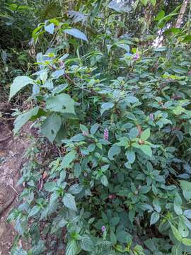 Image of Phytolacca rugosa A. Br. & Bouche