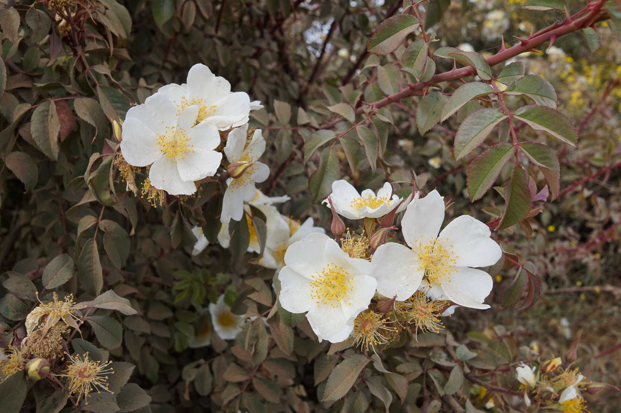 Sivun Rosa abyssinica R. Br. kuva