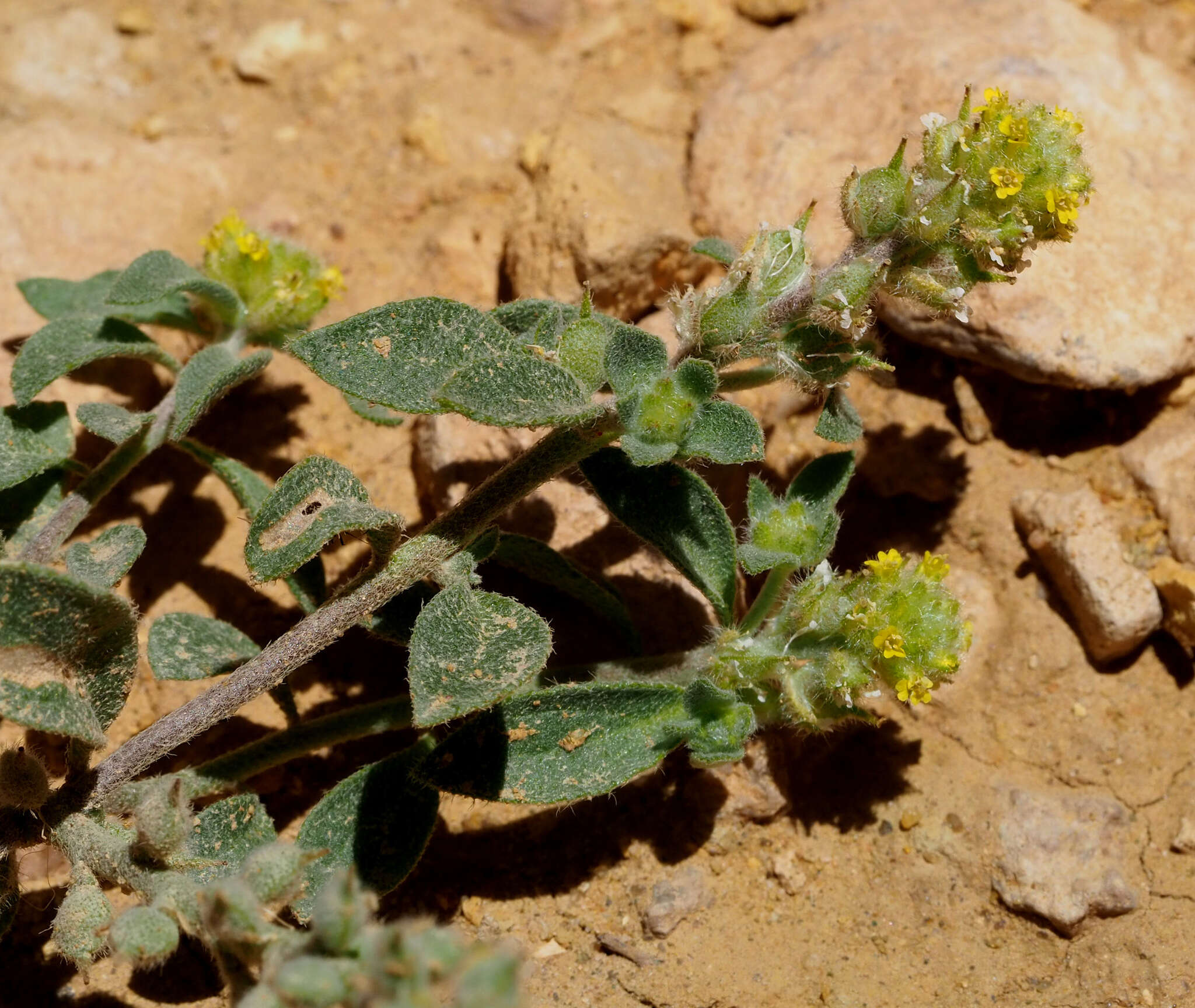 Sivun Alyssum dasycarpum Stephan kuva