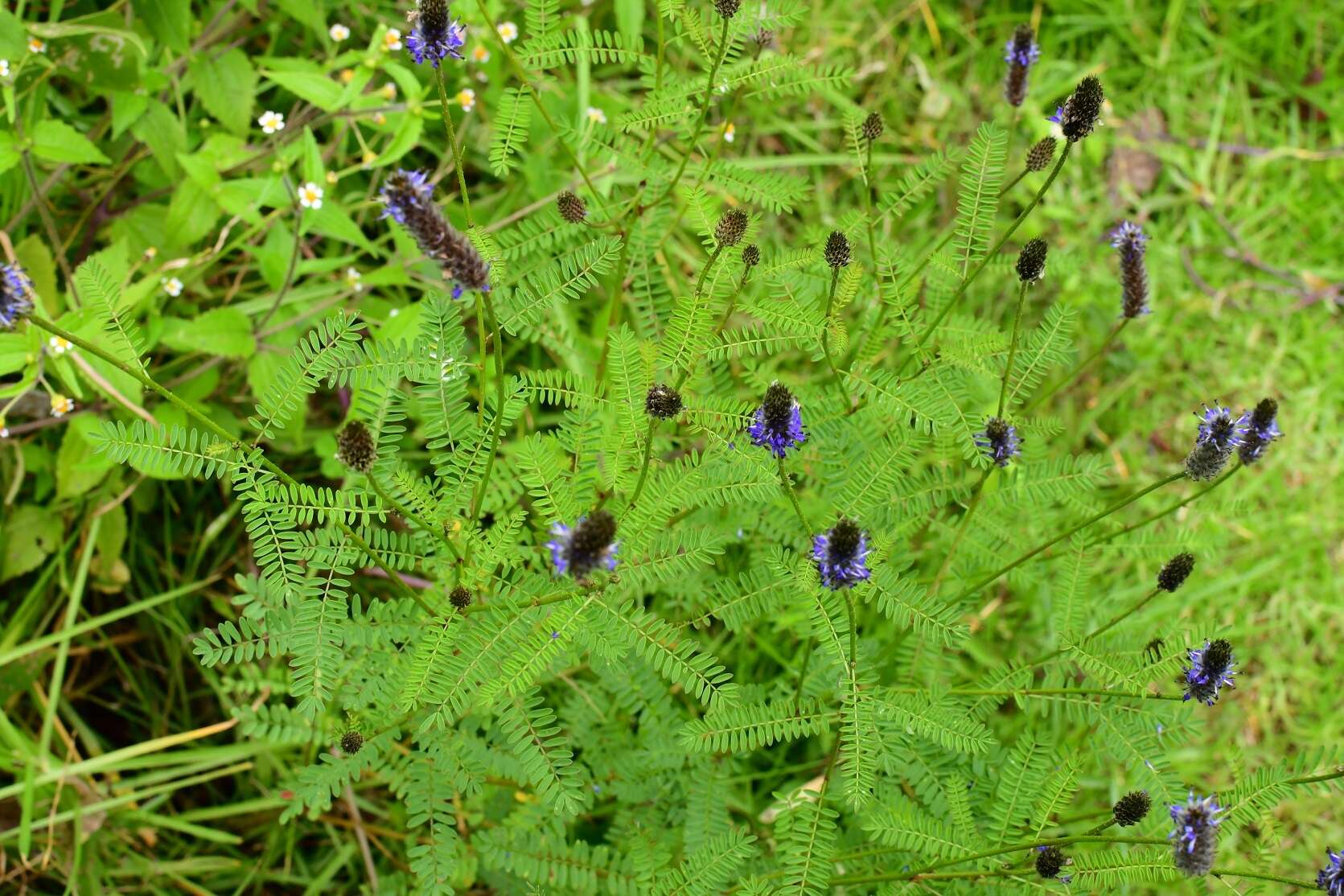 Imagem de Dalea leporina (Aiton) Bullock