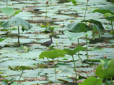 Image of White-breasted Waterhen