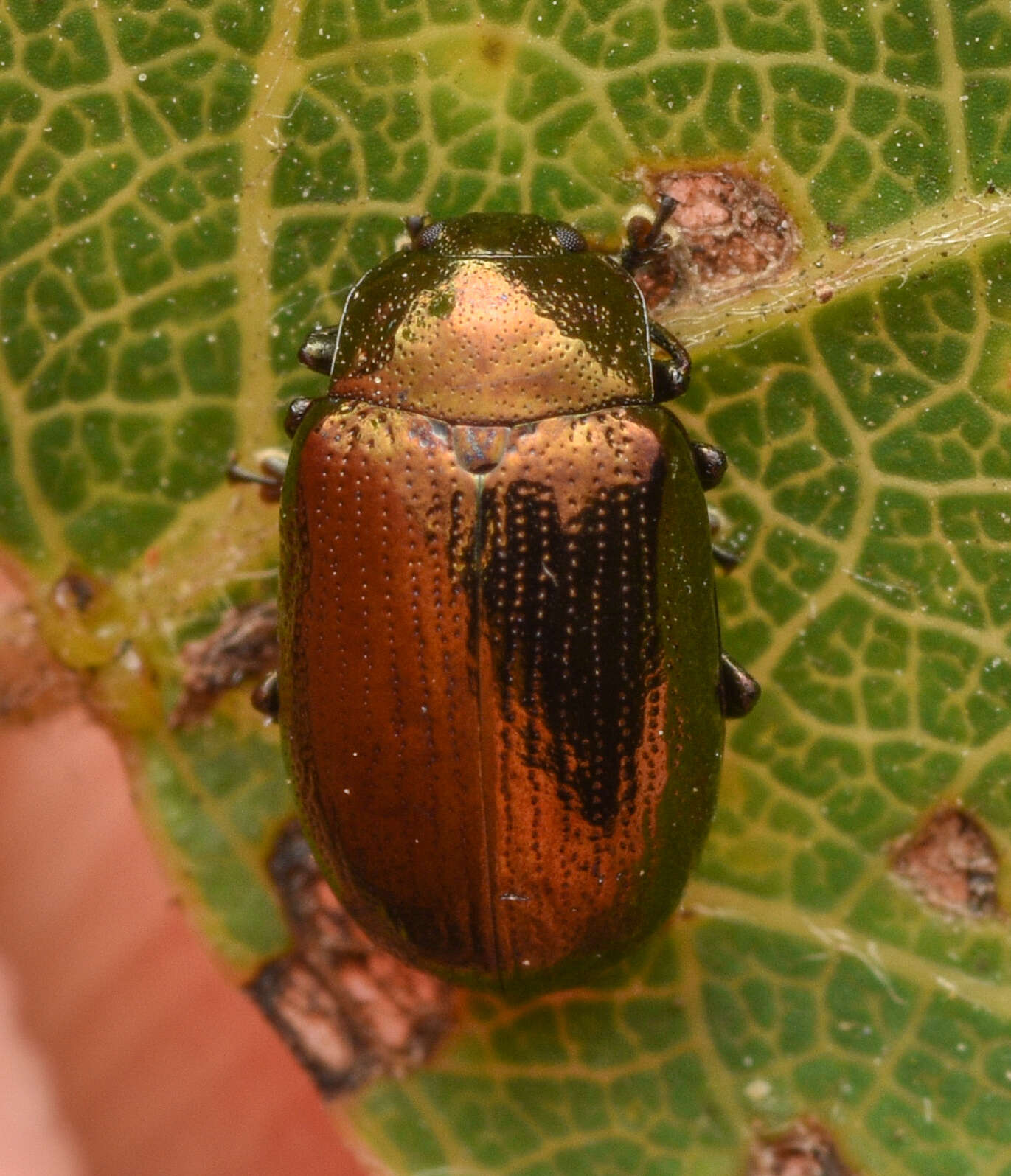 Image of Phratora vitellinae (Linnaeus 1758)