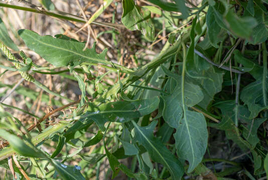 Image of Saussurea salsa (Pall.) Spreng.