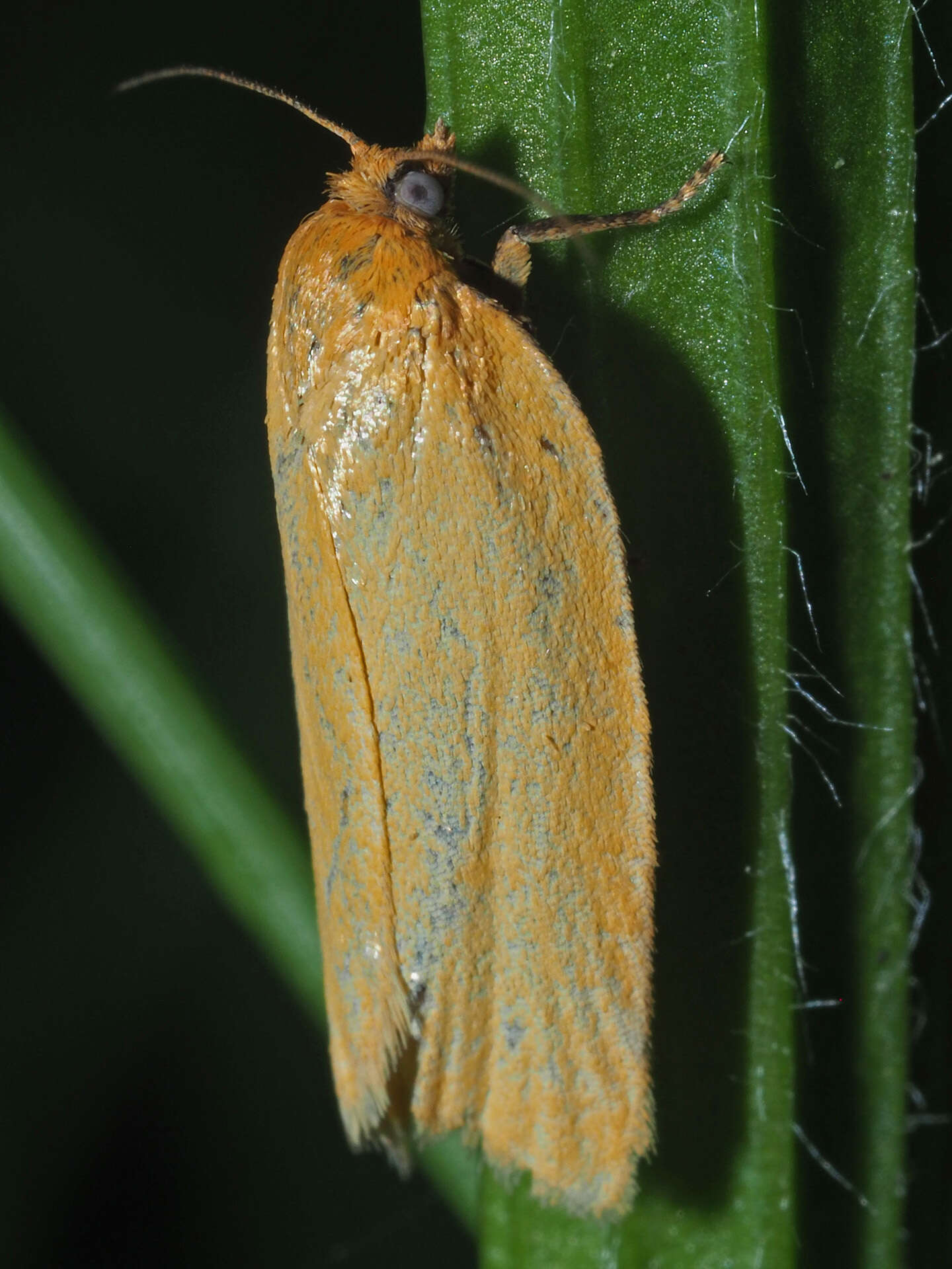 Image of <i>Aphelia viburnana</i>