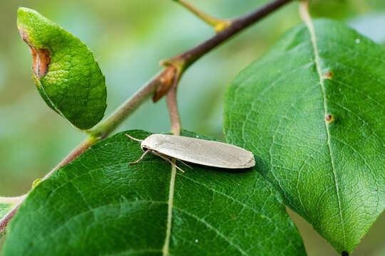 Image of dingy footman