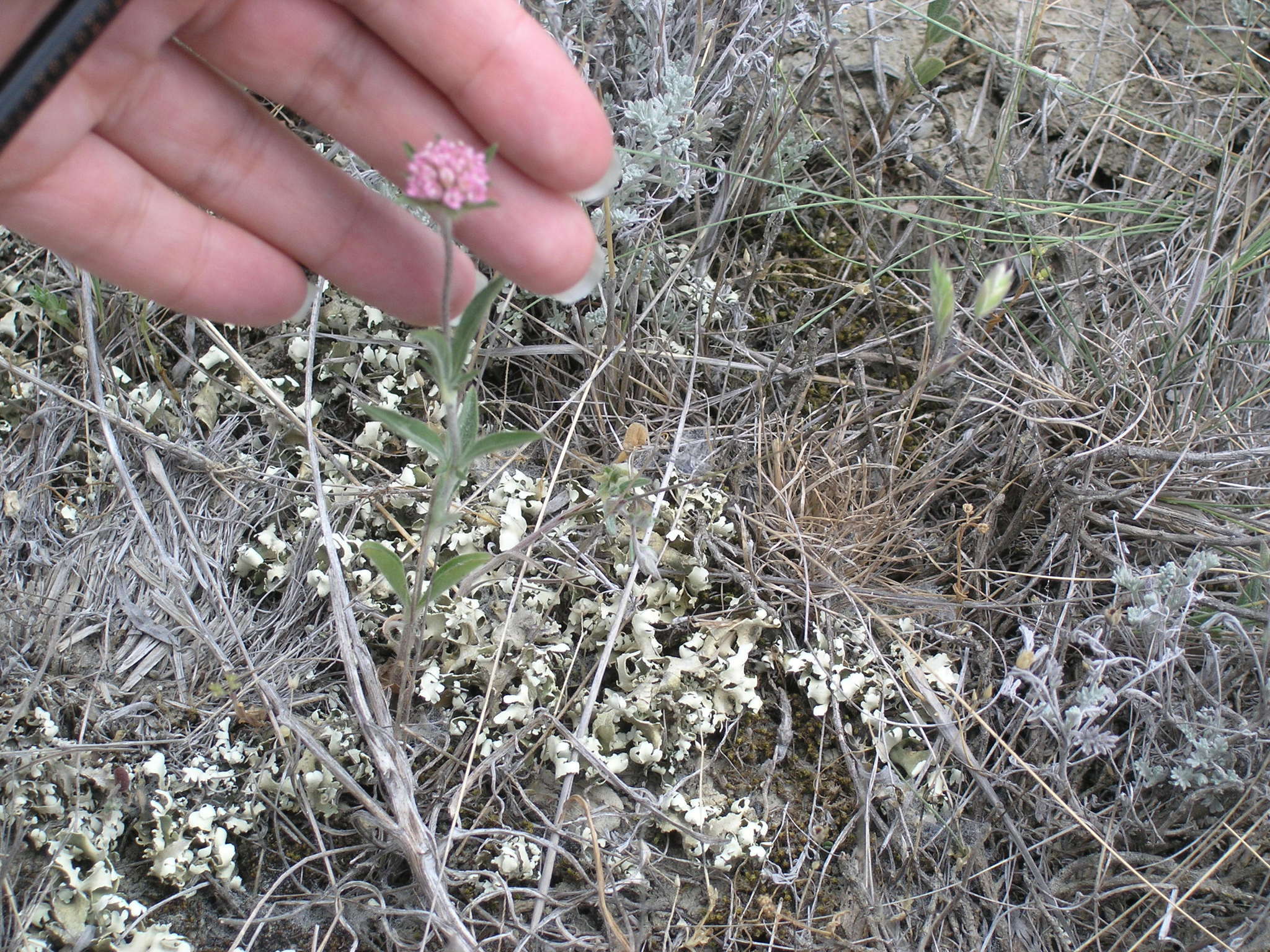 Image of Lomelosia micrantha (Desf.) W. Greuter & Burdet