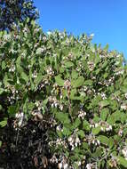 Sivun Arctostaphylos manzanita subsp. laevigata (Eastw.) Munz kuva